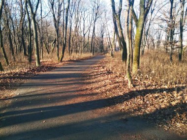 Parlak bulutsuz bir kış gününde, doğal arka planda soyulmuş kış parkı. 