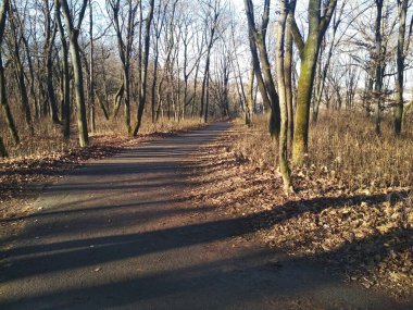 Parlak bulutsuz bir kış gününde, doğal arka planda soyulmuş kış parkı. 