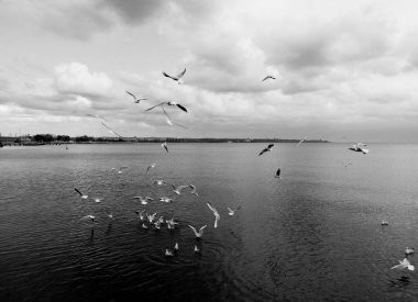 Martılar Karadeniz 'de doğal olarak bir şeye saldırıyor. 
