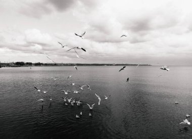 Martılar Karadeniz 'de doğal olarak bir şeye saldırıyor. 