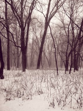 Karlı bir ormanda sisli bir sabah, doğal bir arka plan. 