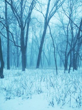 Karlı bir ormanda sisli bir sabah, doğal bir arka plan. 