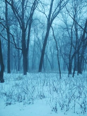 Karlı bir ormanda sisli bir sabah, doğal bir arka plan. 