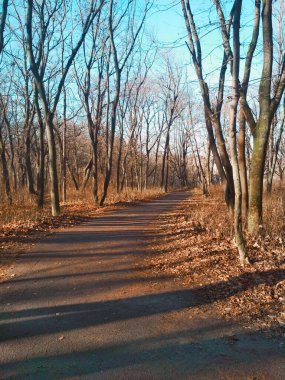 Parlak bir kış gününde, doğal bir arka planda, kış parkını soydular. 