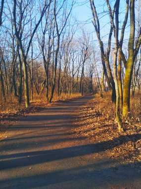 Parlak bir kış gününde, doğal bir arka planda, kış parkını soydular. 