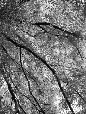 Yeni hayat, bahar tazeliği, doğal altyapı 