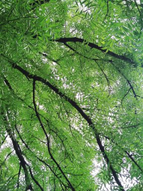 Yeni hayat, bahar tazeliği, doğal altyapı 