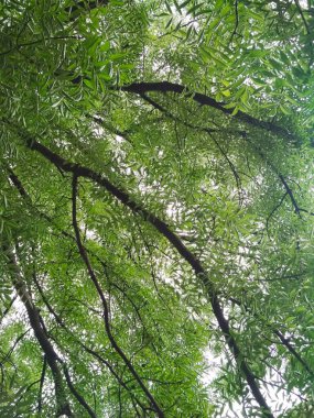 Yeni hayat, bahar tazeliği, doğal altyapı 