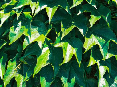 Güneşli bir yaz gününde yapraklar dolusu yabani üzüm, doğal bir arka plan. 