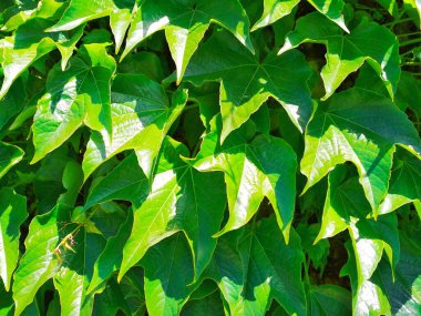 Güneşli bir yaz gününde yapraklar dolusu yabani üzüm, doğal bir arka plan. 