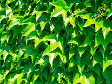 Vahşi üzüm yaprakları, güneş ışığı ve doğal arka plan. 