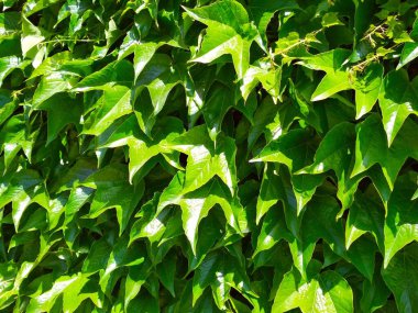 Vahşi üzüm yaprakları, güneş ışığı ve doğal arka plan. 