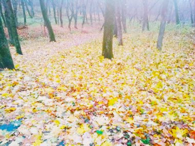 Sonbahar ormanlarında sis, doğal arka plan. 