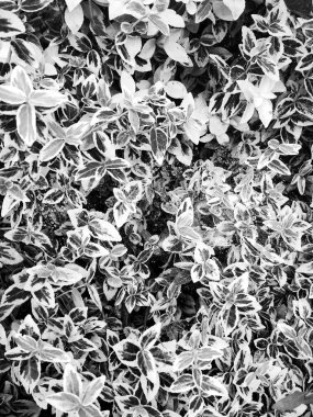 Yağmur sonrası damlalarla kaplı bir bitki. Örümceğin ağına asılmış, doğal arka plan. 