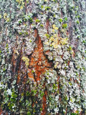 Renkli ağaç kabuğu, doğal arka plan. 