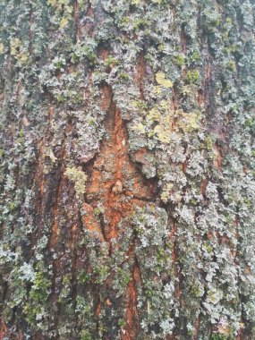 Renkli ağaç kabuğu, doğal arka plan. 