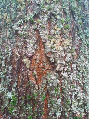 Renkli ağaç kabuğu, doğal arka plan. 