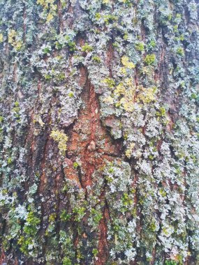 Renkli ağaç kabuğu, doğal arka plan. 