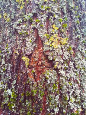 Renkli ağaç kabuğu, doğal arka plan. 