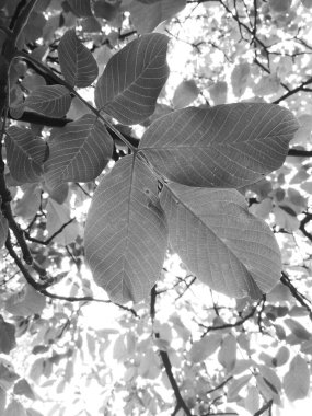 Yeni hayat, bahar tazeliği, doğal altyapı 