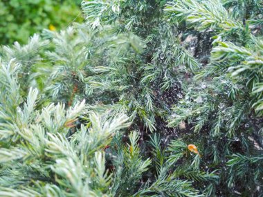 A firtree covered with drops after the rain hanging down on the spider's web, natural background 