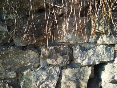 Antik duvarın bir parçası, üzerinde biraz asma asması var.. 