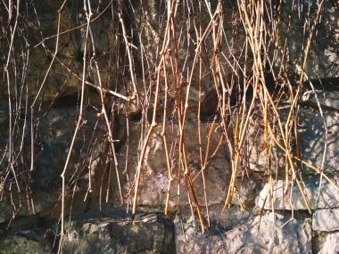 Antik duvarın bir parçası, üzerinde biraz asma asması var. 