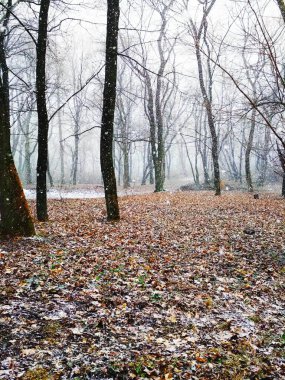Sihirli bir ormanda kar yağışı, doğal arka plan 