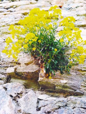 A bush with small yellow flowers growing on an ancient wall of the Old Fortress  clipart