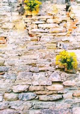 Eski Kale, Kamenets-Podolsky, Ukrayna 'nın duvarında büyüyen küçük sarı çiçekli çalılar. 