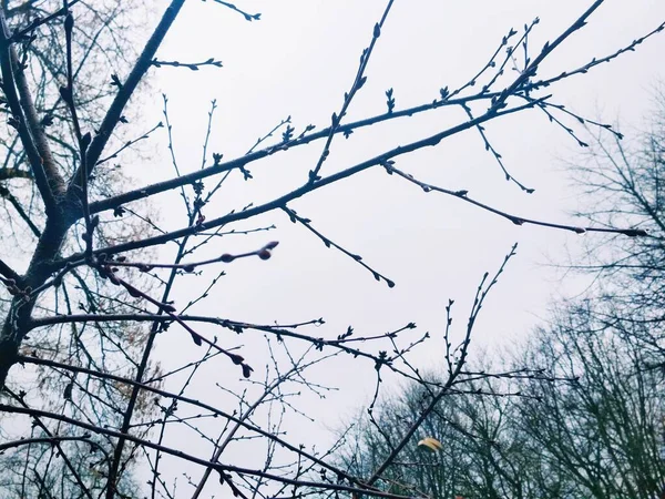 Drizzle in the morning, branches covered with rain drops