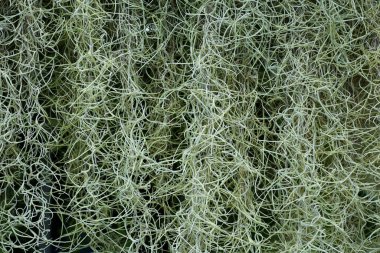 İspanyol yosunlarının yoğun ipliklerle sarkık görüntüsü. Arka plan için doğal yeşil doku ideal.