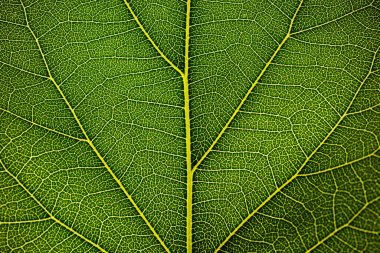 arkaplan için yeşil yaprak dokusu