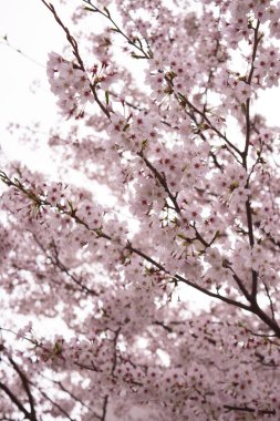 Sakura kiraz çiçekleri Bahar, çiçekler pembe.