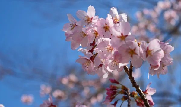 Primavera Fiori di ciliegio, fiori rosa. — Foto Stock