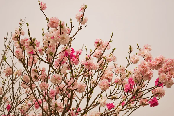 Primavera Sakura Fiori di ciliegio, fiori rosa . — Foto Stock