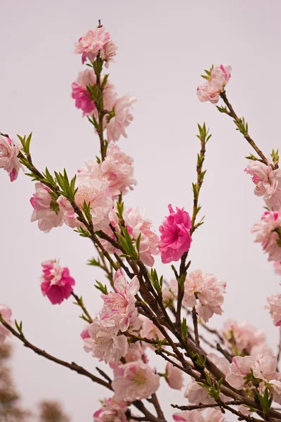 Primavera Fiori di ciliegio, fiori rosa. — Foto Stock