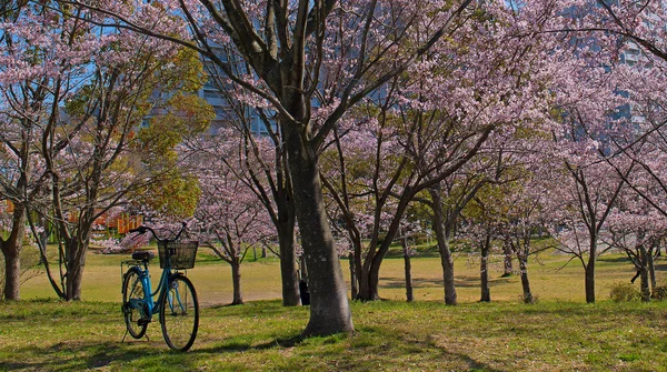 Frühling Kirschblüten, rosa Blüten. — Stockfoto