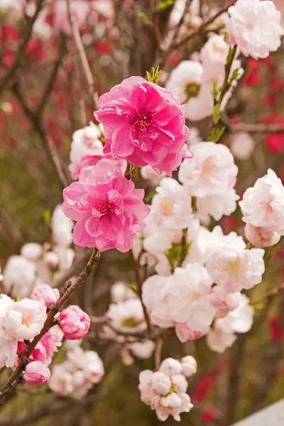 Tavaszi Sakura Cherry bimbók, virágok rózsaszín. — Stock Fotó