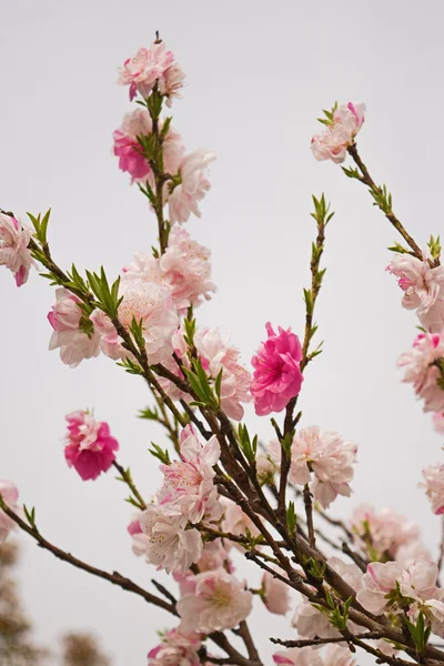 Tavaszi Sakura Cherry bimbók, virágok rózsaszín. — Stock Fotó