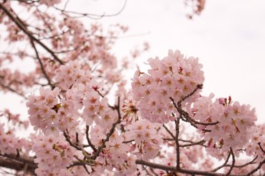 Bahar kiraz çiçekleri, pembe çiçekler.