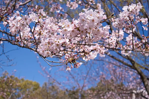 Primavera Fiori di ciliegio, fiori rosa. — Foto Stock