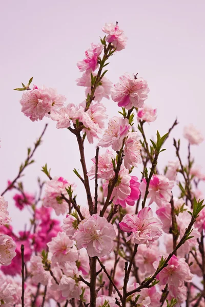 Primavera Fiori di ciliegio, fiori rosa. — Foto Stock