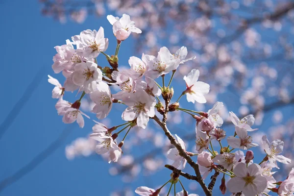 Tavaszi cseresznyevirág, rózsaszín virág. — Stock Fotó