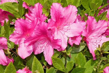 Güzel tropikal pembe ebegümeci ve yaprakları