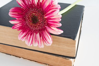 Pembe Gerbera papatya çiçek beyaz kitap kapatın