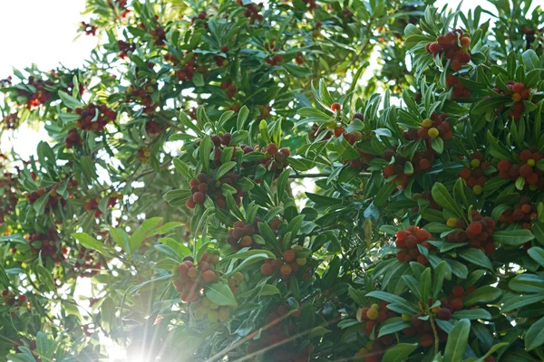 strawberry tree arbutus unedo, fruits