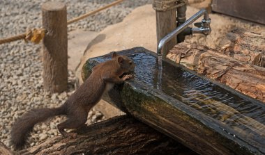 Everybody needs water. Chipmunk is drinking. clipart