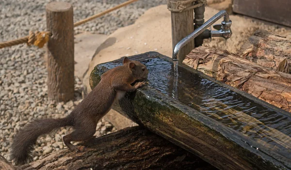 Everybody needs water. Chipmunk is drinking. — Stock Photo, Image