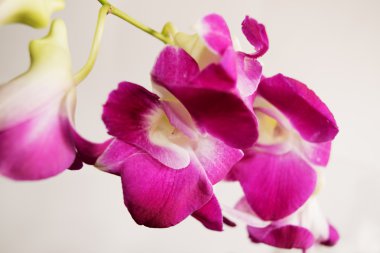 Mor orkide Dendrobium
